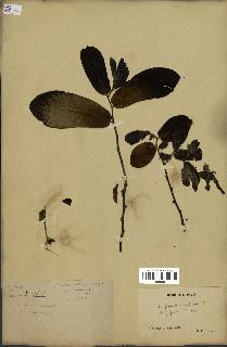 spécimen de Monodora grandidieri