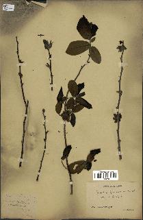 spécimen de Monodora grandidieri
