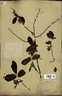 spécimen de Monodora grandidieri
