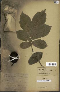 spécimen de Monodora grandidieri
