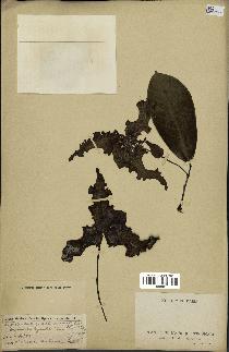 spécimen de Monodora myristica