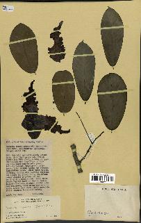 spécimen de Monodora myristica