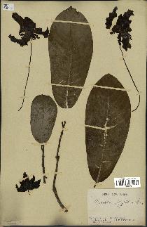 spécimen de Monodora myristica