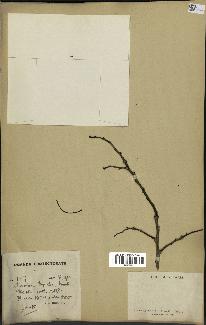 spécimen de Monodora myristica