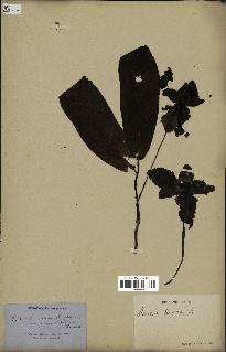 spécimen de Monodora myristica
