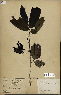 spécimen de Monodora myristica
