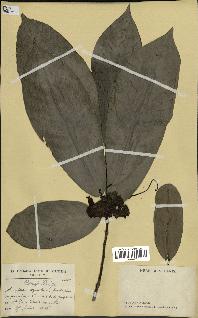 spécimen de Monodora myristica