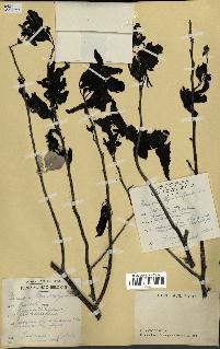 spécimen de Monodora myristica