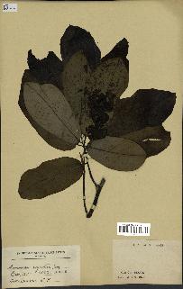 spécimen de Monodora myristica