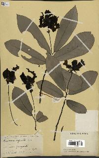 spécimen de Monodora myristica