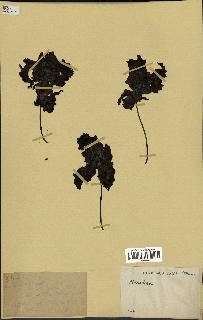 spécimen de Monodora myristica