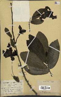 spécimen de Monodora myristica