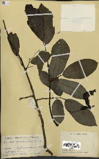spécimen de Monodora myristica