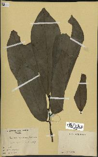spécimen de Monodora myristica