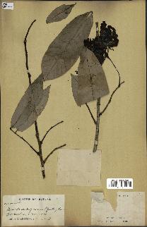 spécimen de Monodora myristica