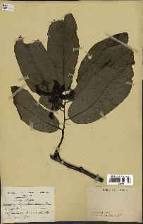 spécimen de Monodora myristica