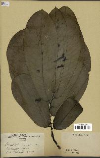 spécimen de Monodora myristica