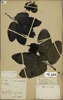 spécimen de Monodora myristica