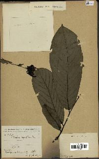 spécimen de Monodora myristica