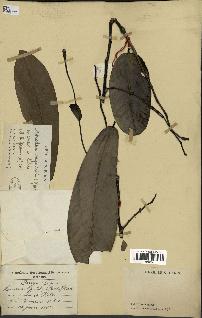 spécimen de Monodora myristica