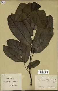 spécimen de Monodora myristica