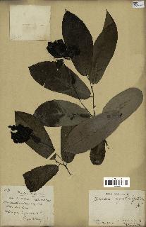 spécimen de Monodora myristica
