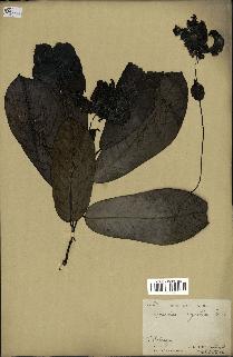 spécimen de Monodora myristica
