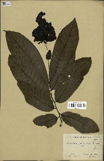 spécimen de Monodora myristica