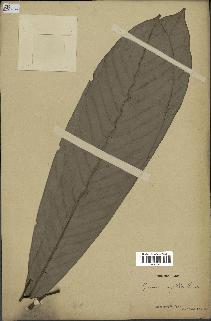 spécimen de Monodora myristica