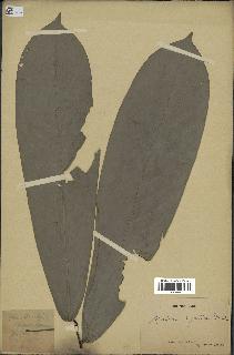 spécimen de Monodora myristica