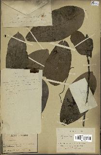 spécimen de Monodora myristica