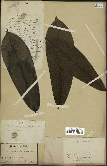 spécimen de Monodora myristica