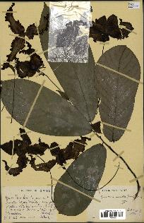 spécimen de Monodora myristica