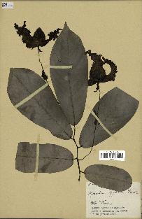 spécimen de Monodora myristica