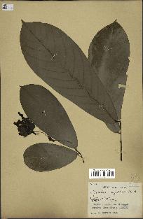 spécimen de Monodora myristica