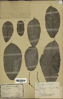 spécimen de Monodora myristica
