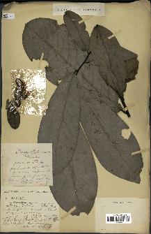 spécimen de Monodora myristica