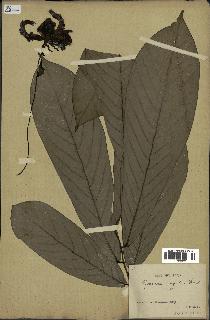 spécimen de Monodora myristica