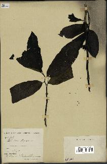 spécimen de Monodora myristica