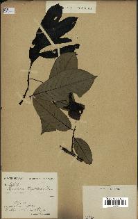 spécimen de Monodora myristica