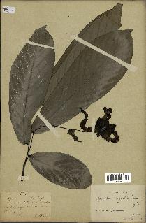 spécimen de Monodora myristica