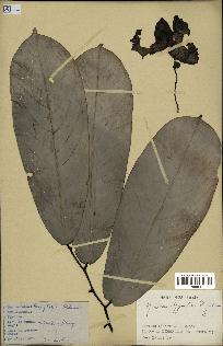 spécimen de Monodora myristica