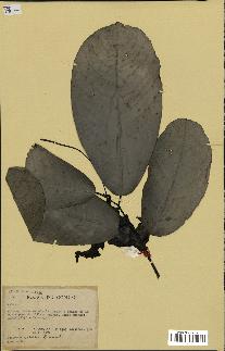 spécimen de Monodora myristica