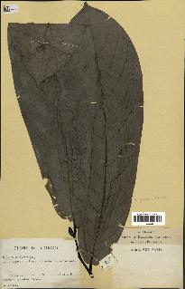 spécimen de Monodora myristica