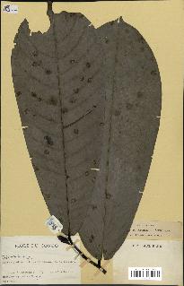 spécimen de Monodora myristica