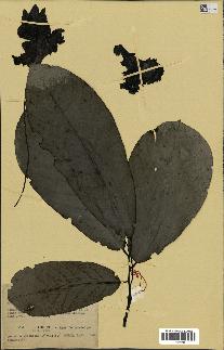 spécimen de Monodora myristica