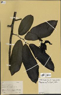 spécimen de Monodora myristica