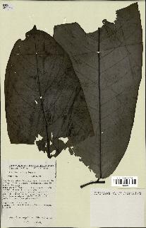 spécimen de Monodora myristica