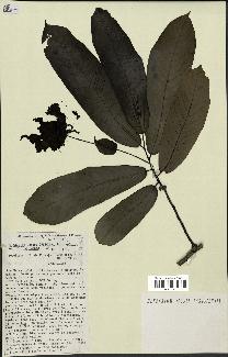 spécimen de Monodora myristica