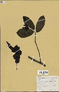 spécimen de Monodora myristica